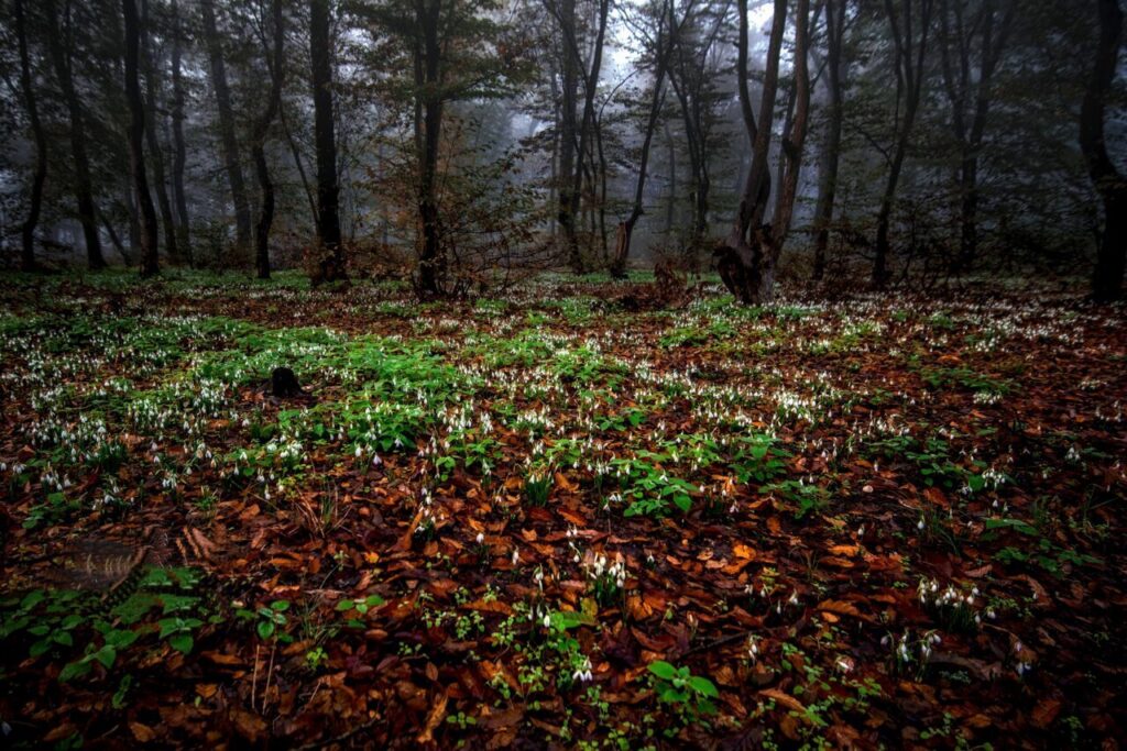 معیار انتخاب بهترین زمان سفر به گرگان