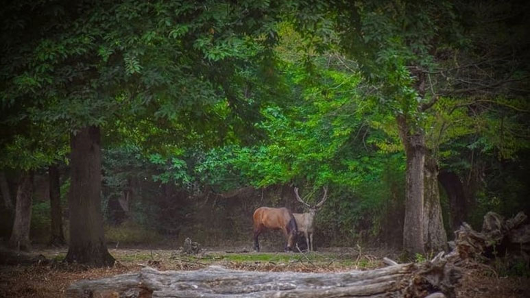 معیار انتخاب بهترین جاذبه طبیعی در گرگان